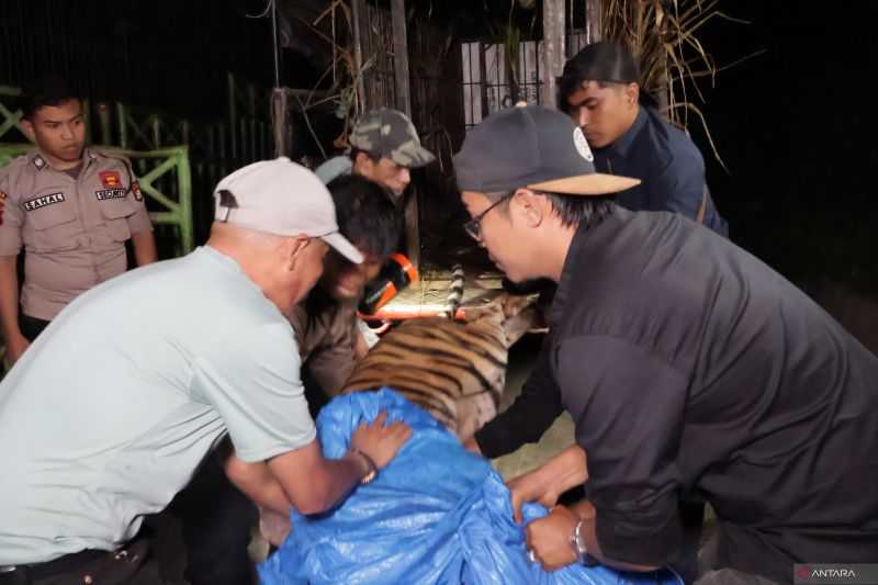 Global Tiger Day Momentum Jaga Spesies Harimau Sumatra
